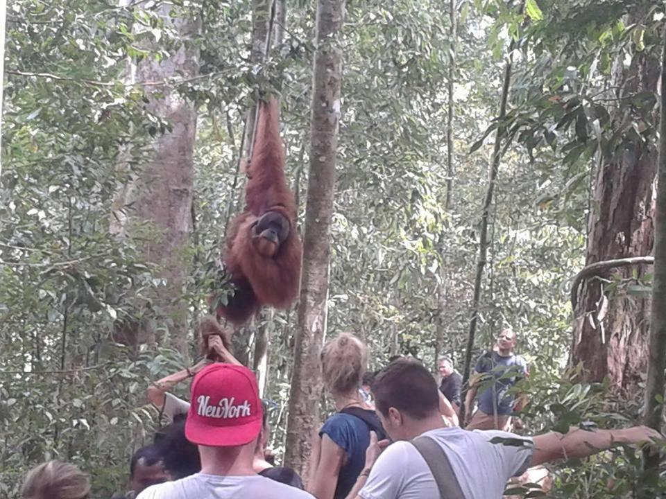 Orangutantreksumatra & Lovely Jungle Lodge Only Book If You Are Treking With Us Bukit Lawang Exterior photo