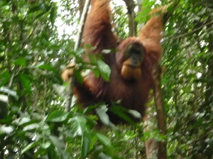 Orangutantreksumatra & Lovely Jungle Lodge Only Book If You Are Treking With Us Bukit Lawang Exterior photo