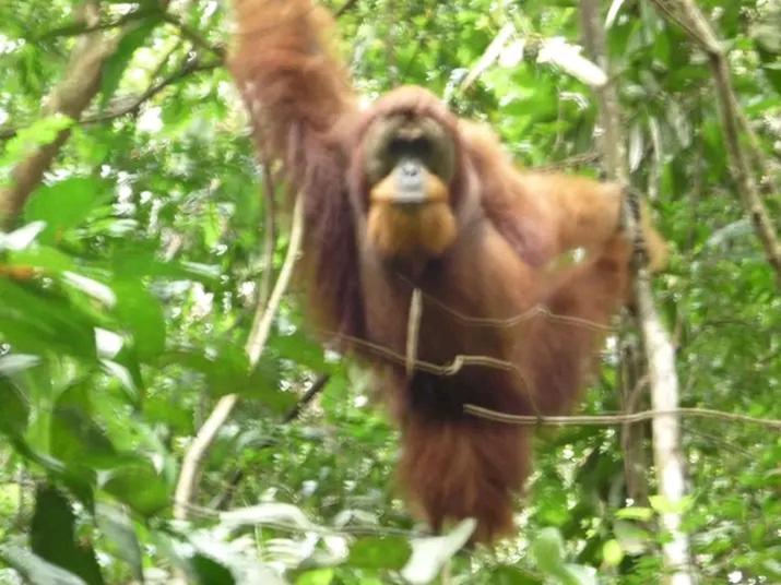 Orangutantreksumatra & Lovely Jungle Lodge Only Book If You Are Treking With Us Bukit Lawang Exterior photo
