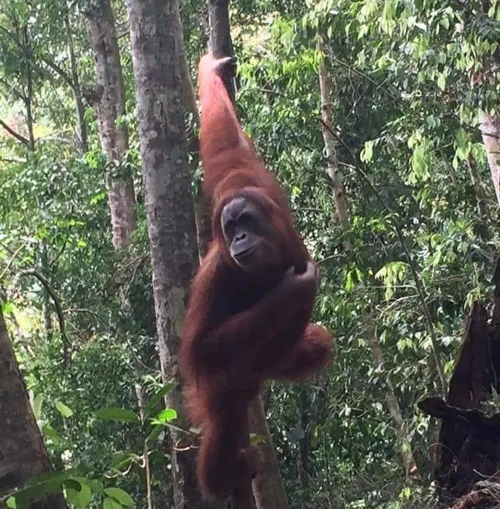 Orangutantreksumatra & Lovely Jungle Lodge Only Book If You Are Treking With Us Bukit Lawang Exterior photo