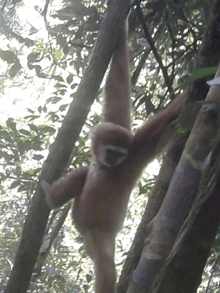 Orangutantreksumatra & Lovely Jungle Lodge Only Book If You Are Treking With Us Bukit Lawang Exterior photo