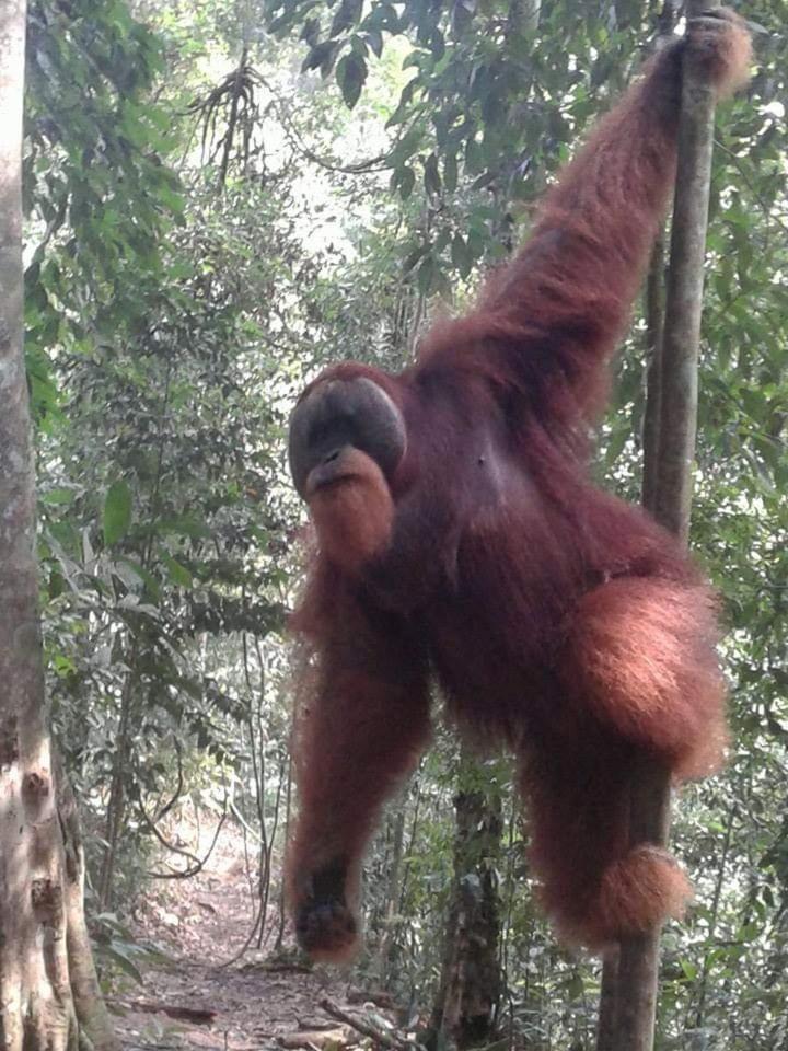 Orangutantreksumatra & Lovely Jungle Lodge Only Book If You Are Treking With Us Bukit Lawang Room photo